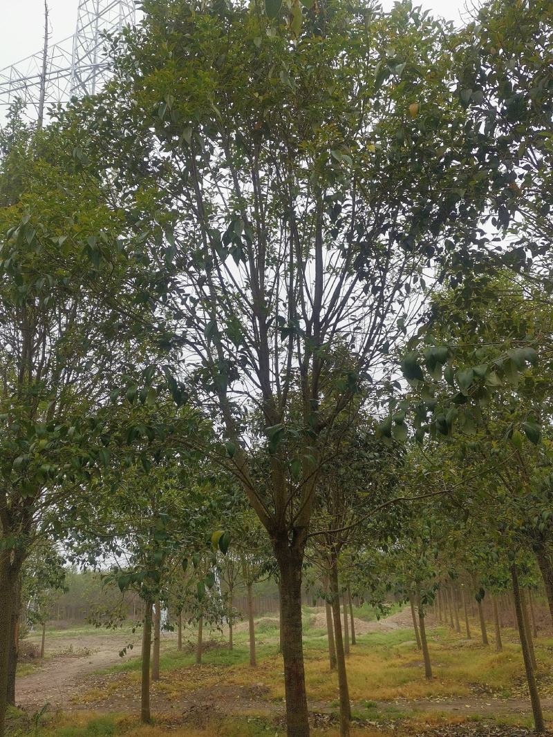 【精选】本苗圃常年大量供应各种规格大叶女贞，诚信经营