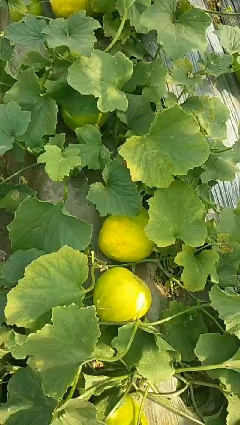 供应辽宁凌海金妃香瓜