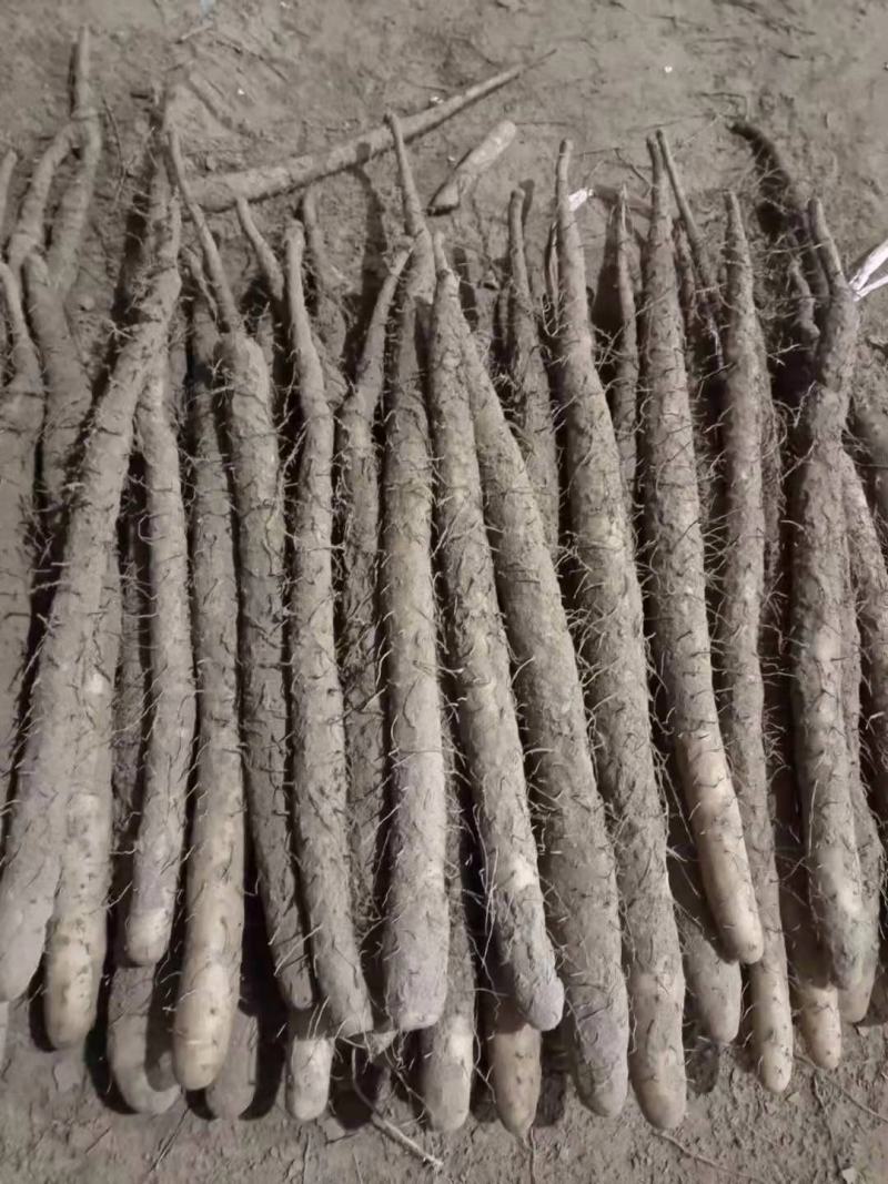 河北小白嘴白山药产地直发大量现货30-80好箱货