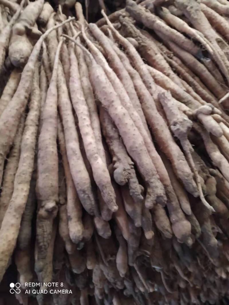 河北小白嘴白山药产地直发大量现货30-80好箱货