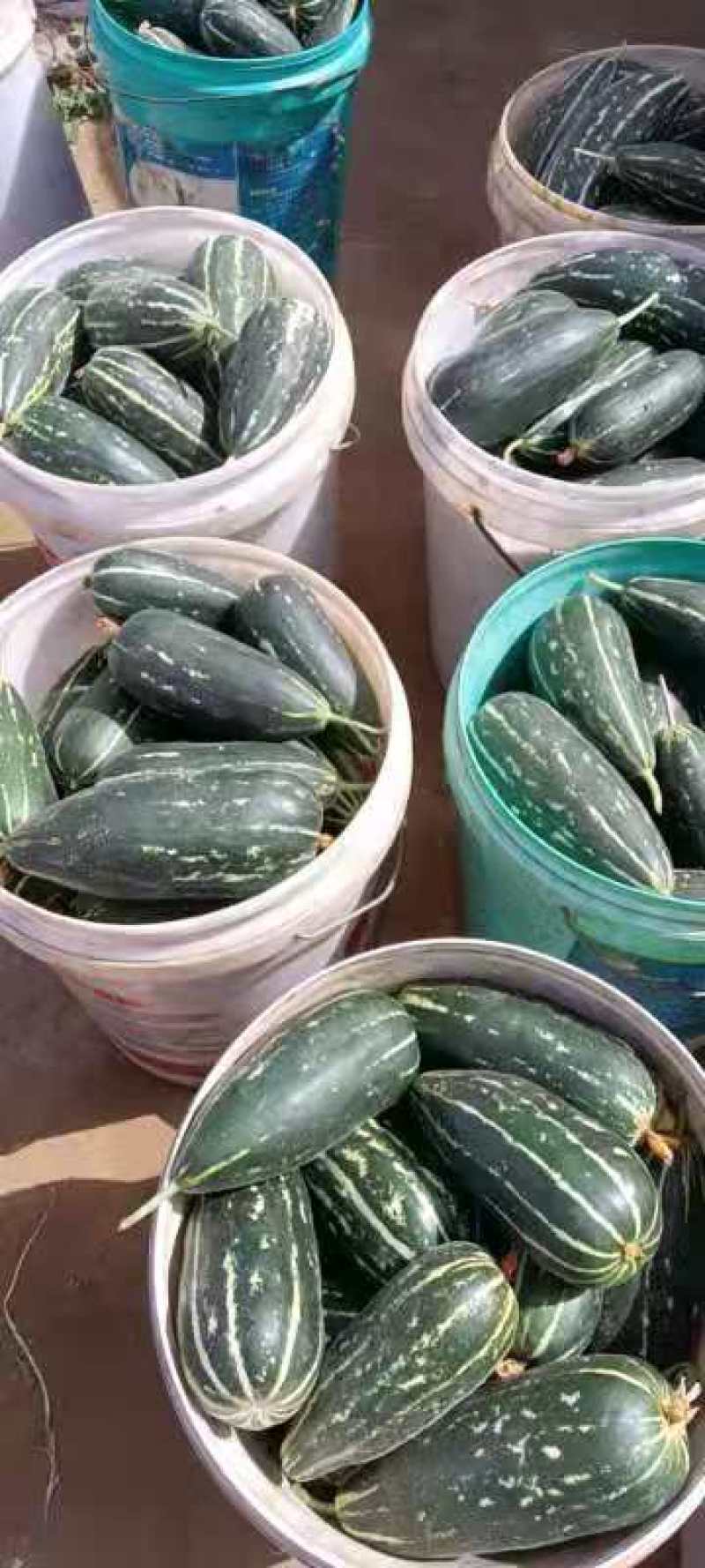 河北石家庄新乐市孔村农联社老贺果蔬购销大量供应