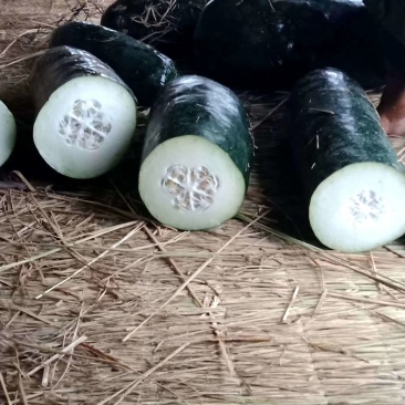 黑皮东瓜，吊瓜，直条乌黑发亮平均30斤左右，皮毛靓