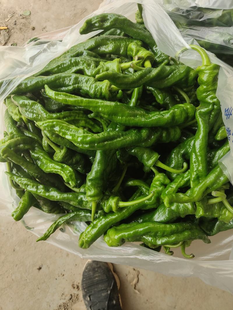 螺丝椒