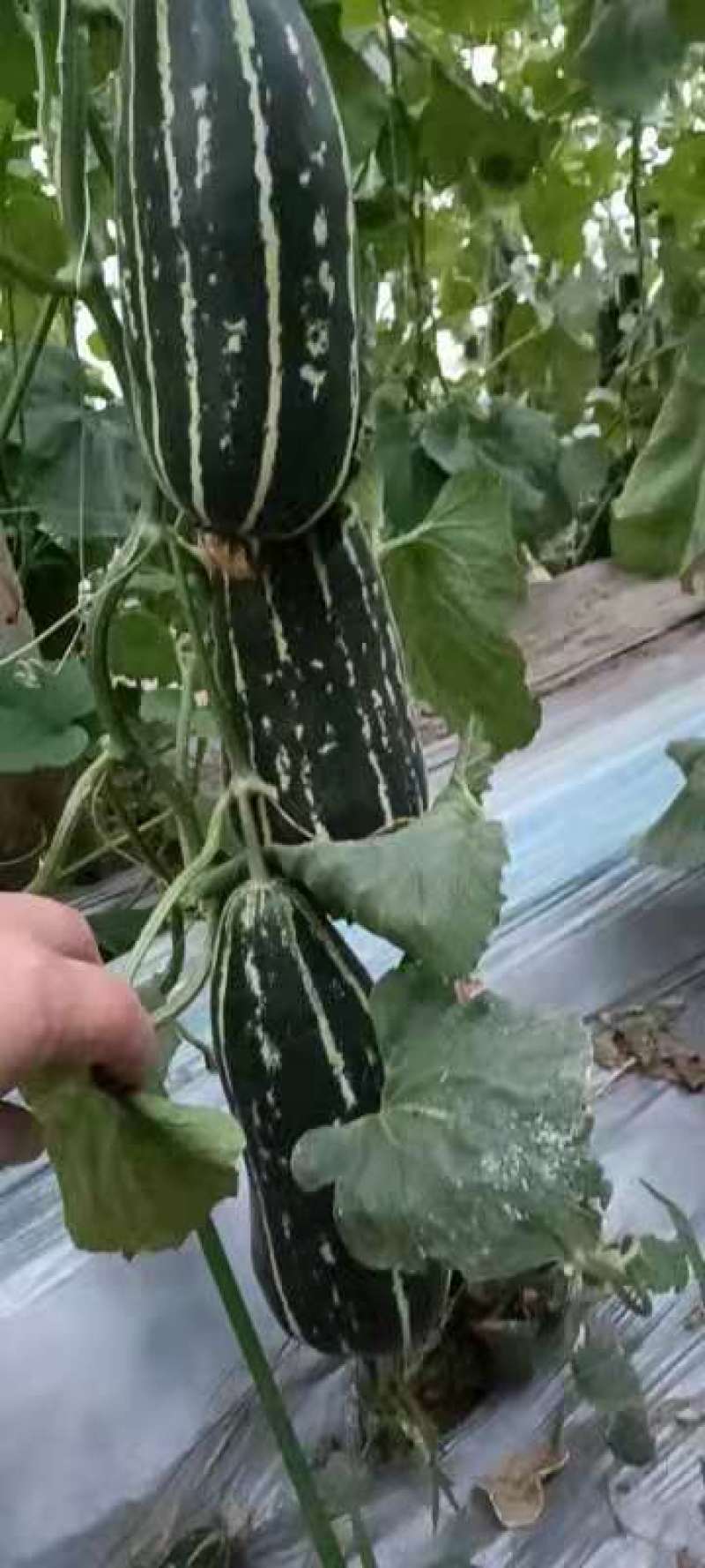 农联社老贺果蔬购销大量供应