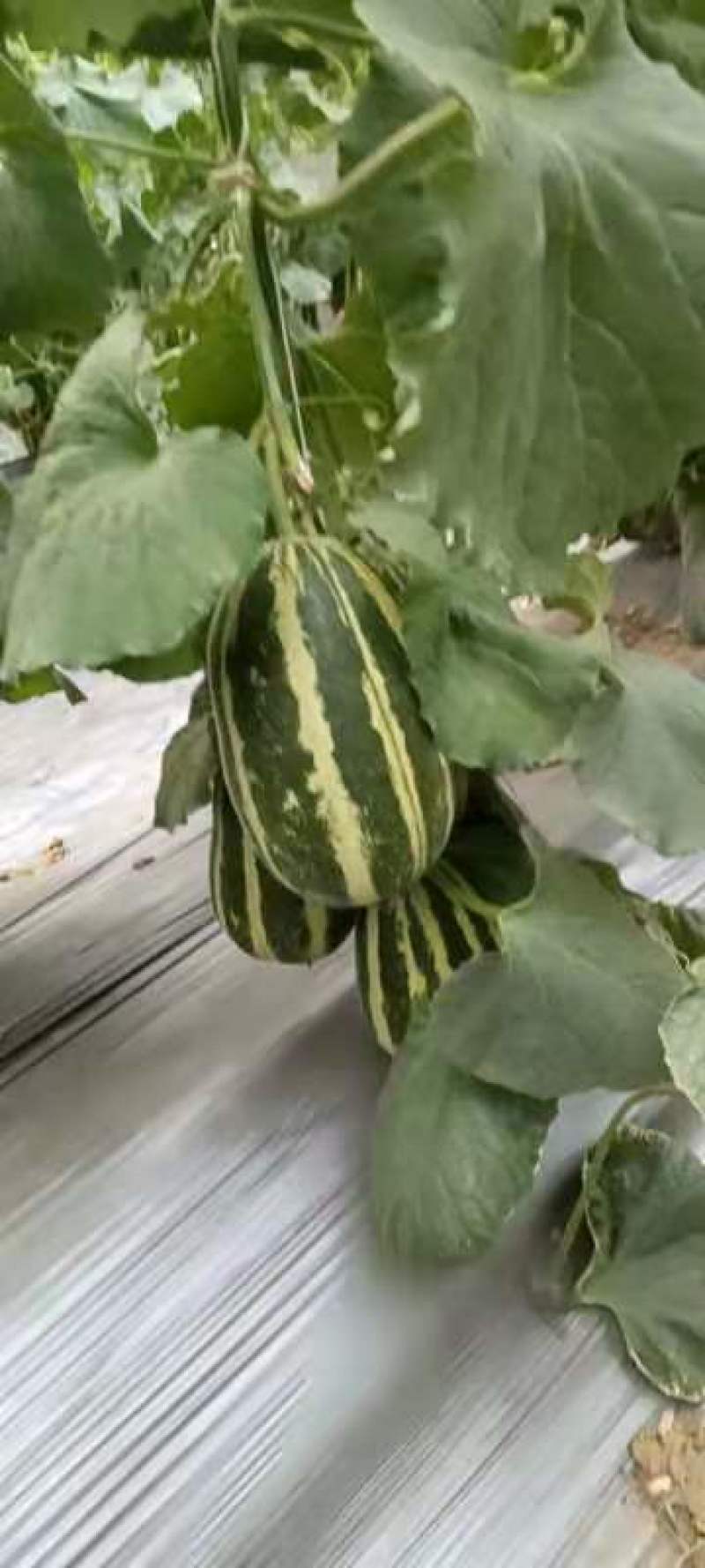 农联社老贺果蔬购销大量供应