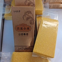 古龙小米