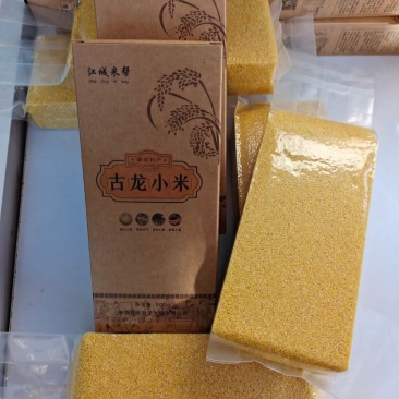 古龙小米