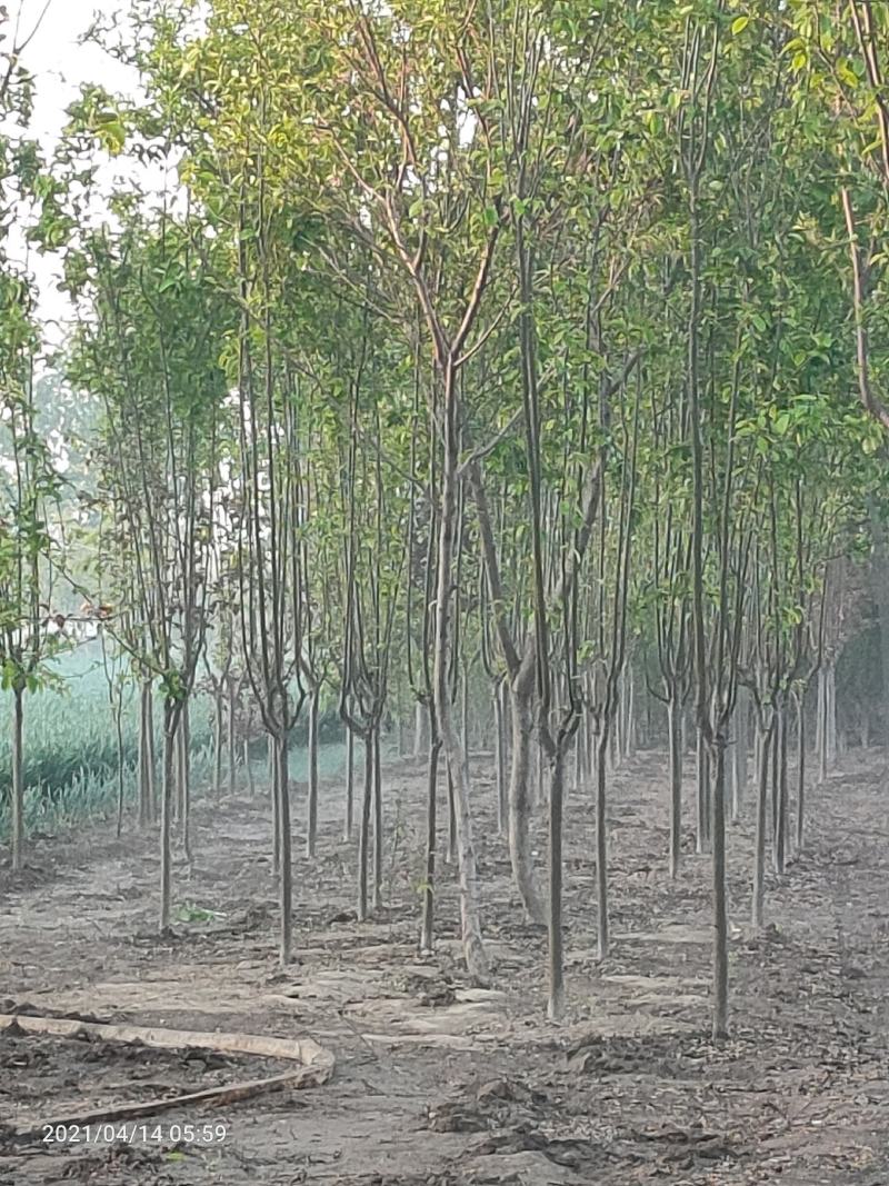 西府海棠，北美海棠，小区绿化，道路两侧绿化工程首我圃量大