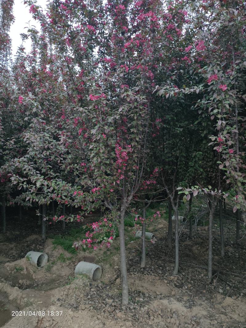 西府海棠，北美海棠，小区绿化，道路两侧绿化工程首我圃量大