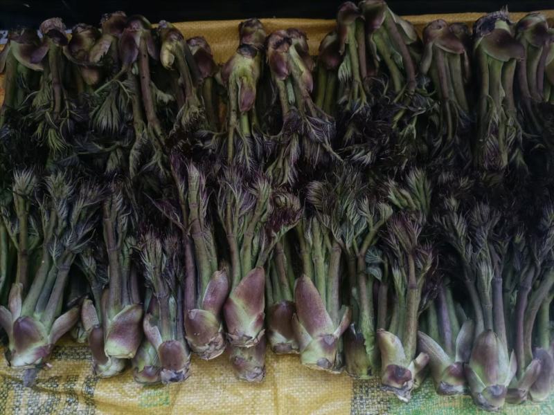 东北山野菜
