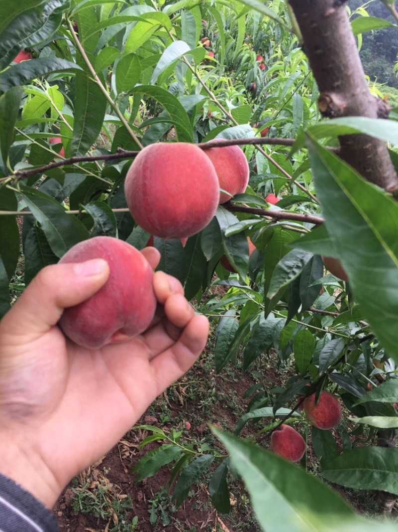 特早加州红毛桃，面积大，原则性大