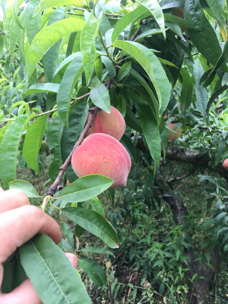 特早加州红毛桃，面积大，原则性大