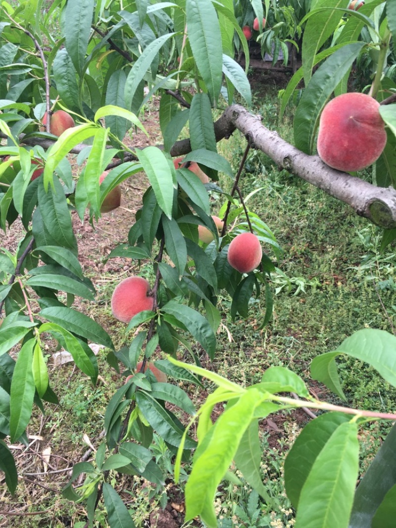 特早加州红毛桃，面积大，原则性大