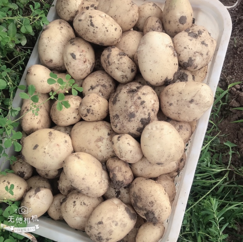 中暑5号优质土豆精品沙地土豆个大表面光滑，无中间商赚差价