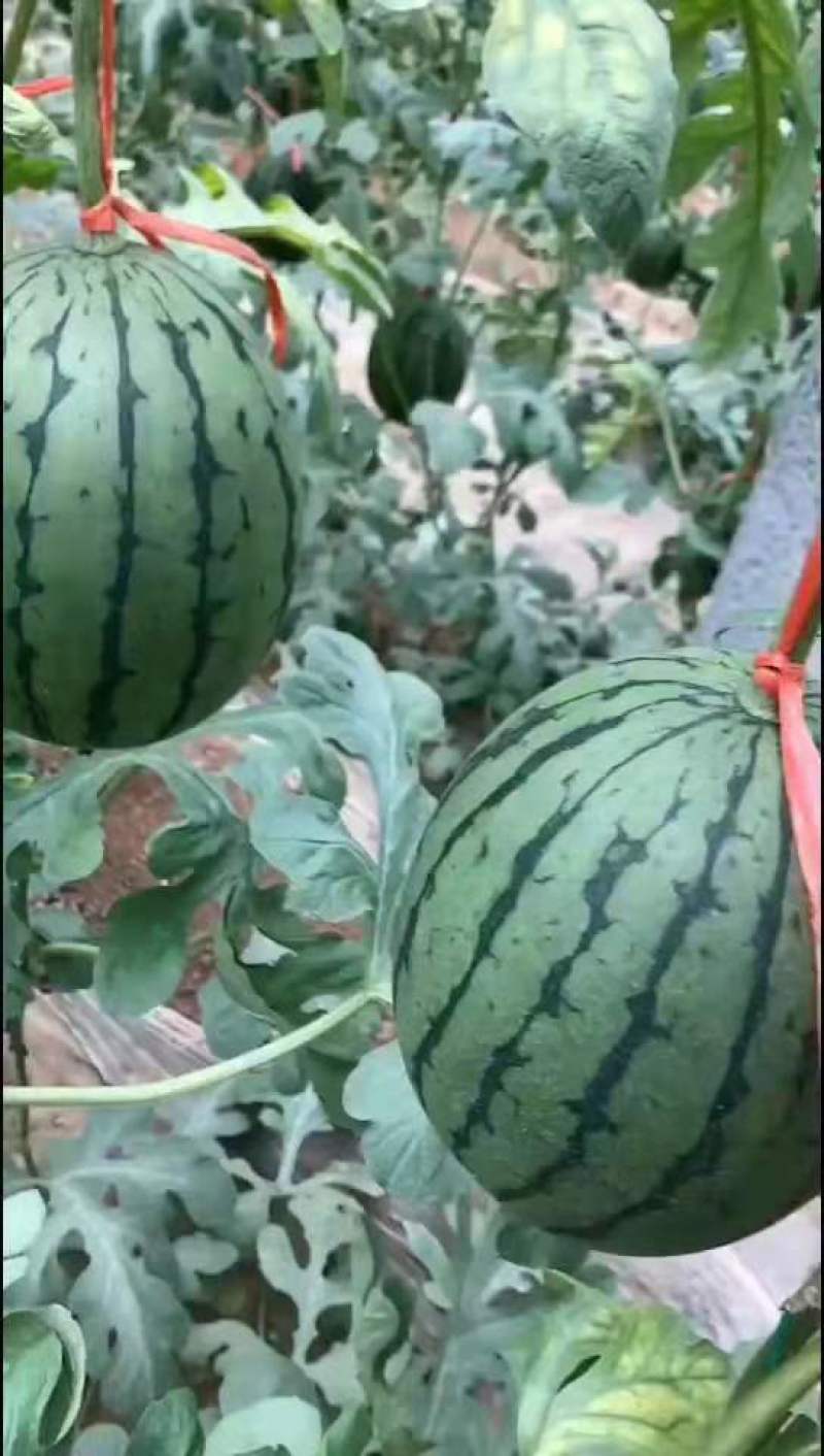全美2K西瓜小糖丸西瓜保熟保甜产地直发一手货源量大质优