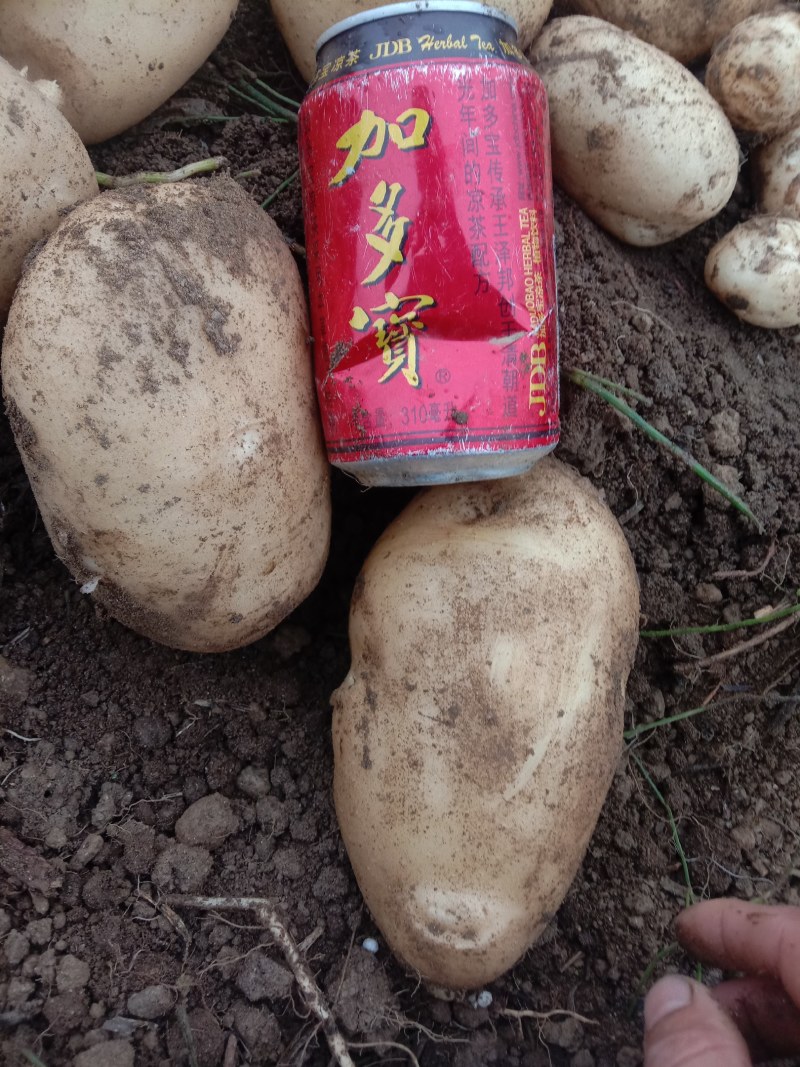 丽薯