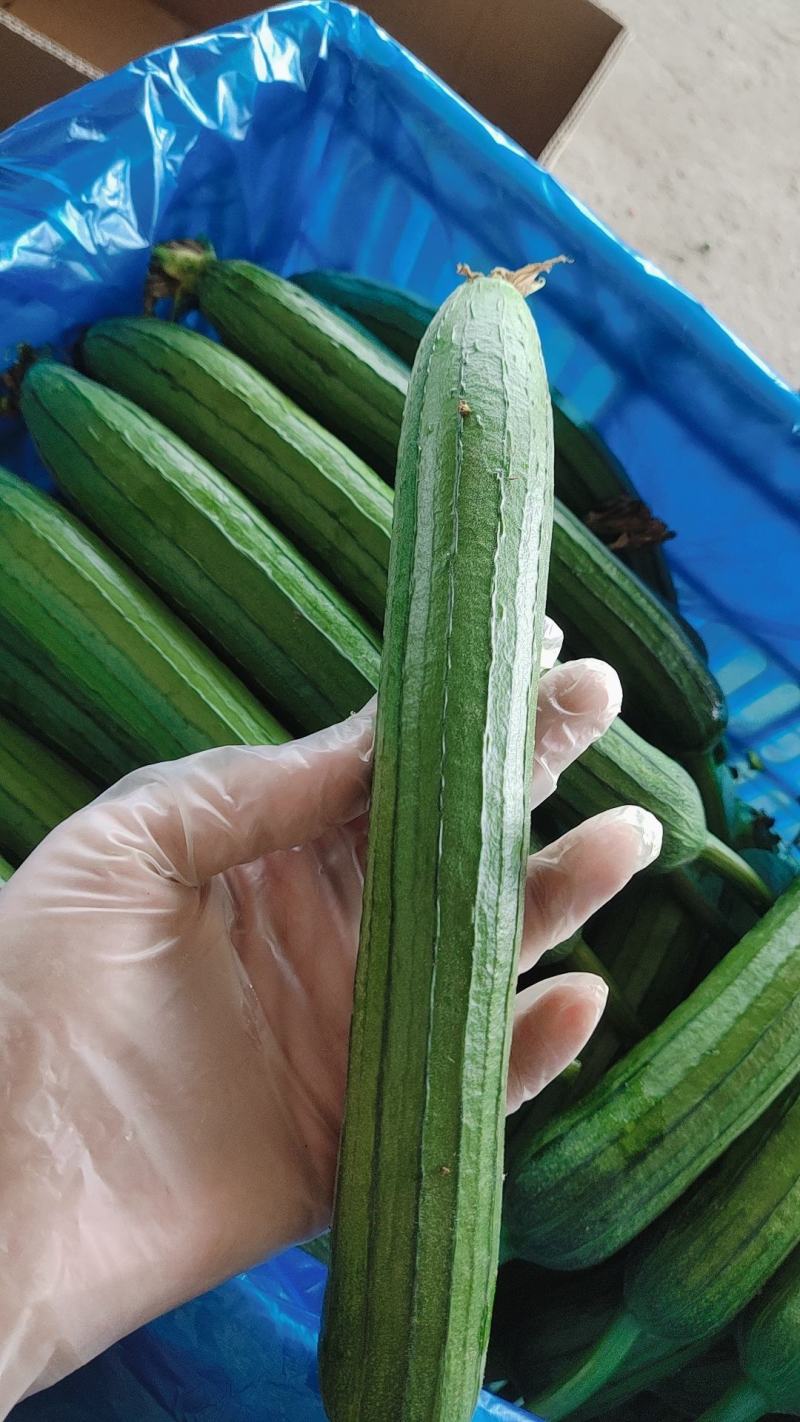 已上市精品丝瓜油皮丝瓜笨瓜长期供应大量