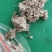 食用菌棉渣废棉渣子平菇草菇原料玉米芯压块稻草段