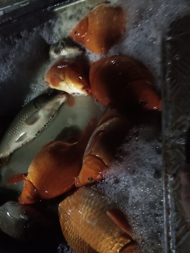 精品荷包鲤鱼各种规格都有质量好价格美丽哦