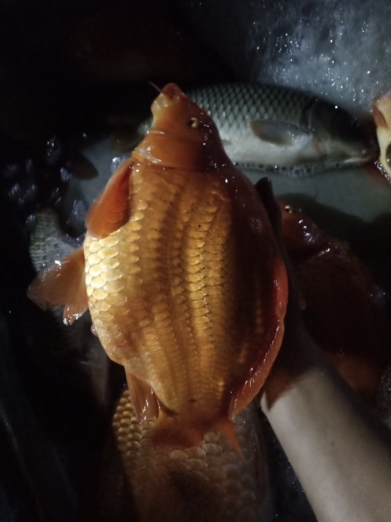 精品荷包鲤鱼各种规格都有质量好价格美丽哦