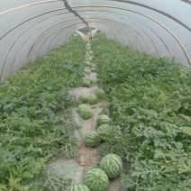 大棚麒麟西瓜，糖度13以上，量大从优