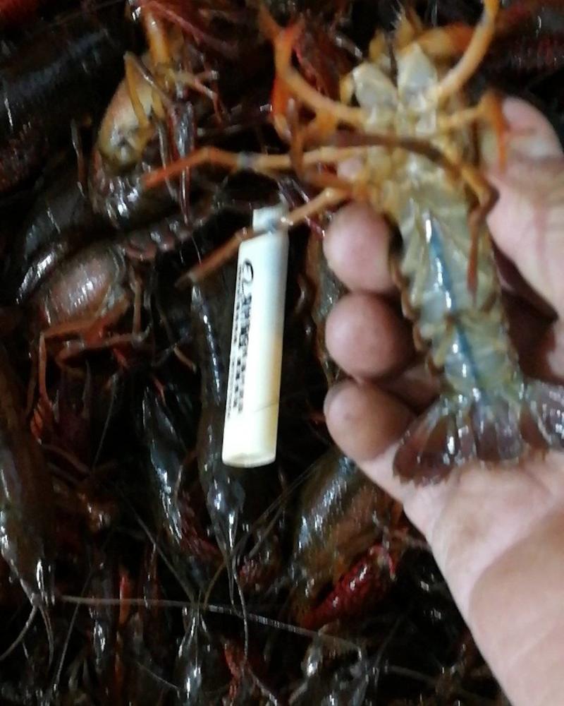 小龙虾稻田套养活虾4~6钱，肉质饱满，底板清澈