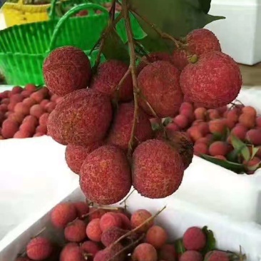 广西精品妃子笑,桂味,黑叶,产地直销,价格便宜