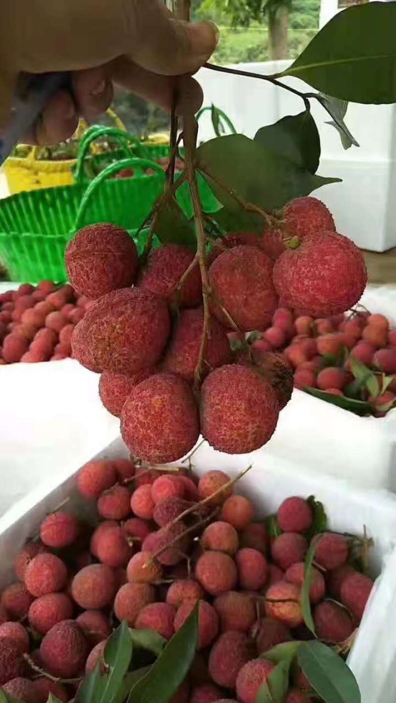 广西精品妃子笑，桂味，黑叶，产地直销，价格便宜