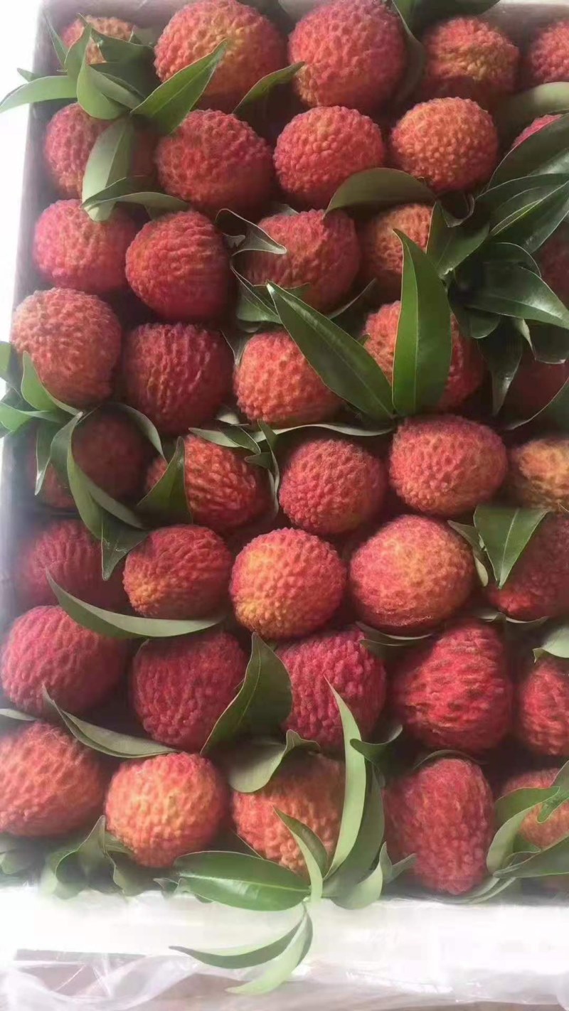 广西精品妃子笑，桂味，黑叶，产地直销，价格便宜