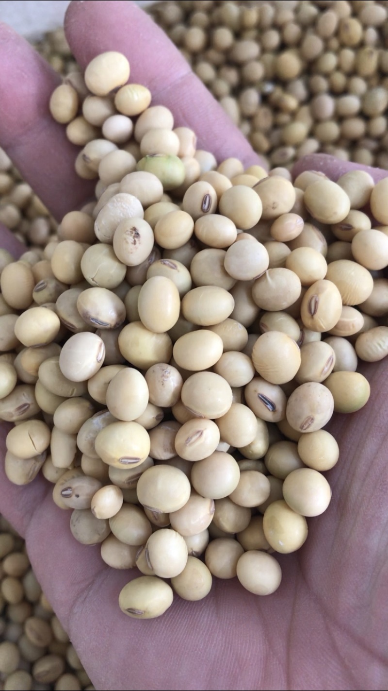 黄豆巨峰小粒黄豆比重粮带点泥巴
