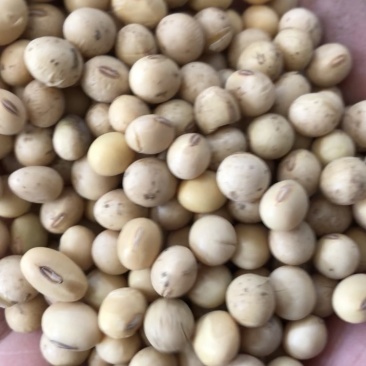 黄豆巨峰小粒黄豆比重粮带点泥巴