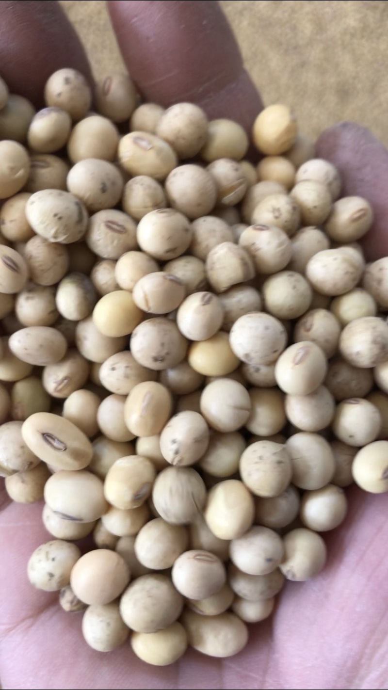 黄豆巨峰小粒黄豆比重粮带点泥巴