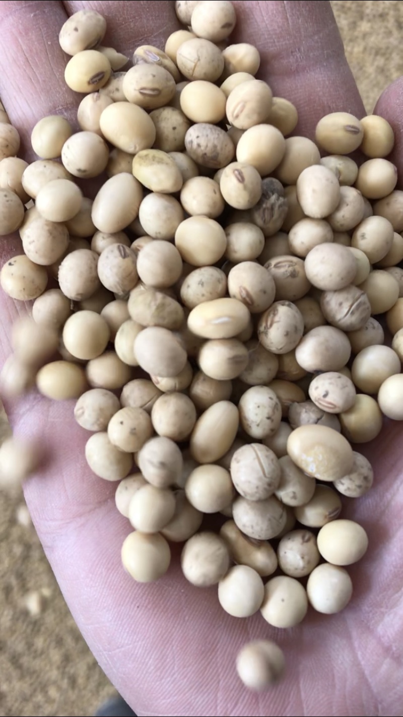 黄豆巨峰小粒黄豆比重粮带点泥巴