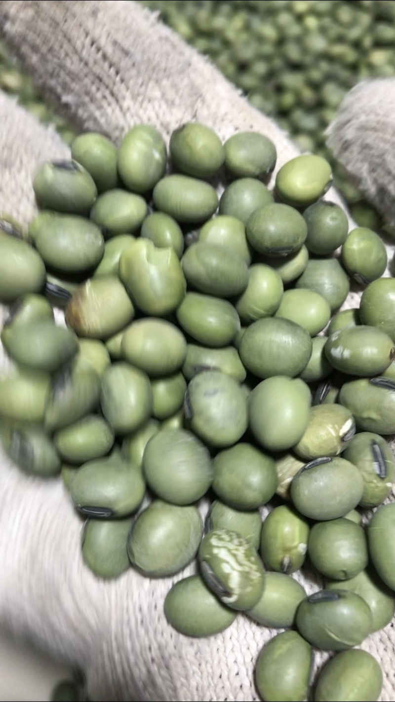 双青豆青大豆出浆48到49