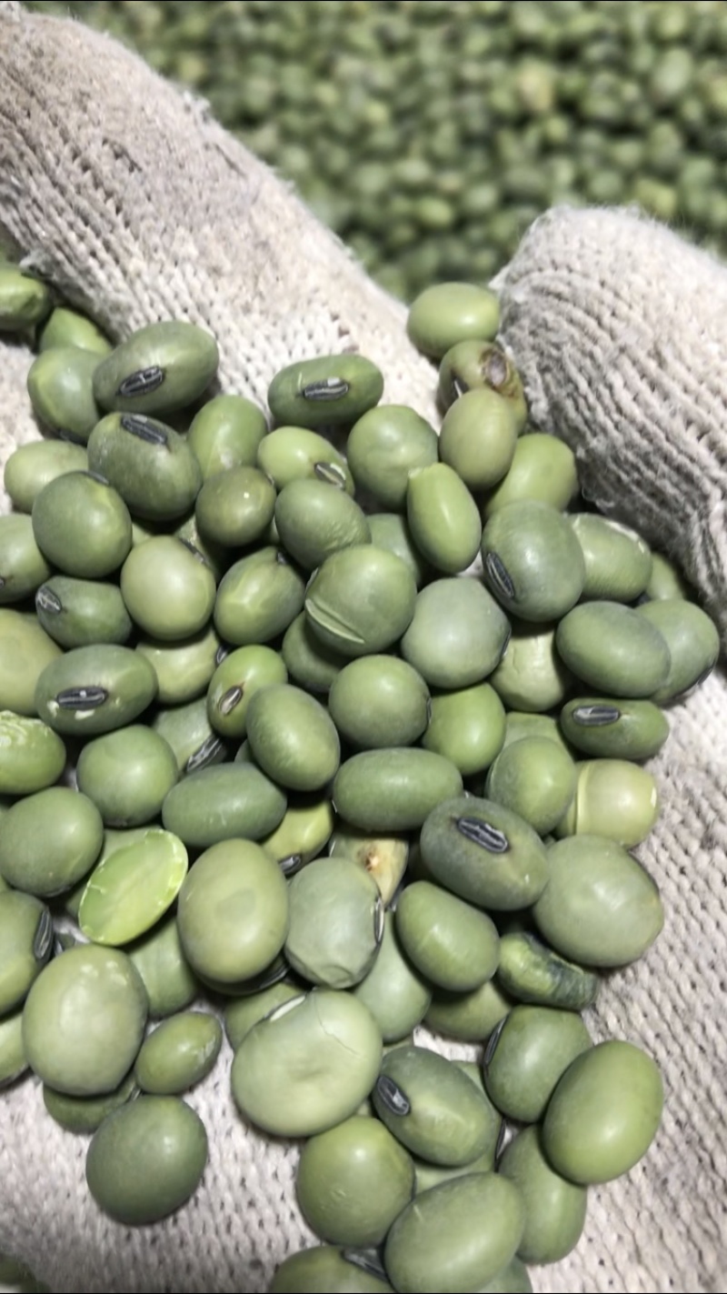 双青豆青大豆出浆48到49