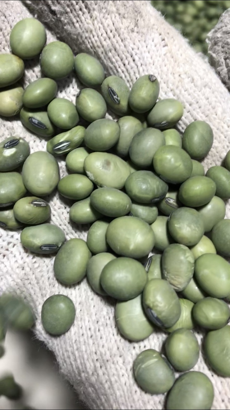 双青豆青大豆出浆48到49