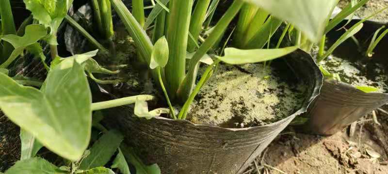 水生慈菇水生绿化植物欢迎询价！苗圃直发价格低