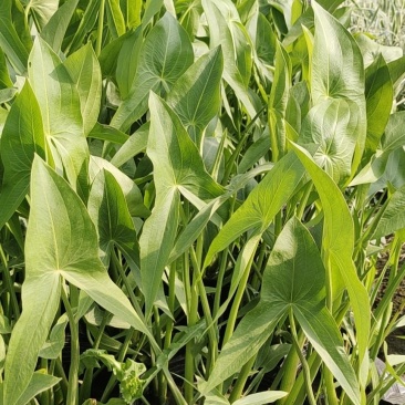 水生慈菇水生绿化植物欢迎询价！苗圃直发价格低