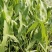 水生慈菇水生绿化植物欢迎询价！苗圃直发价格低