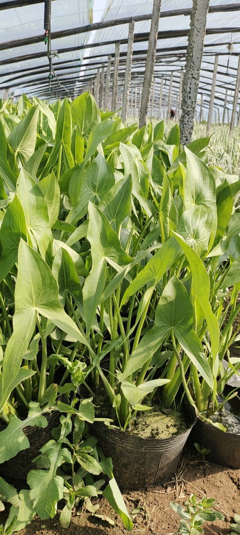 水生慈菇水生绿化植物欢迎询价！苗圃直发价格低