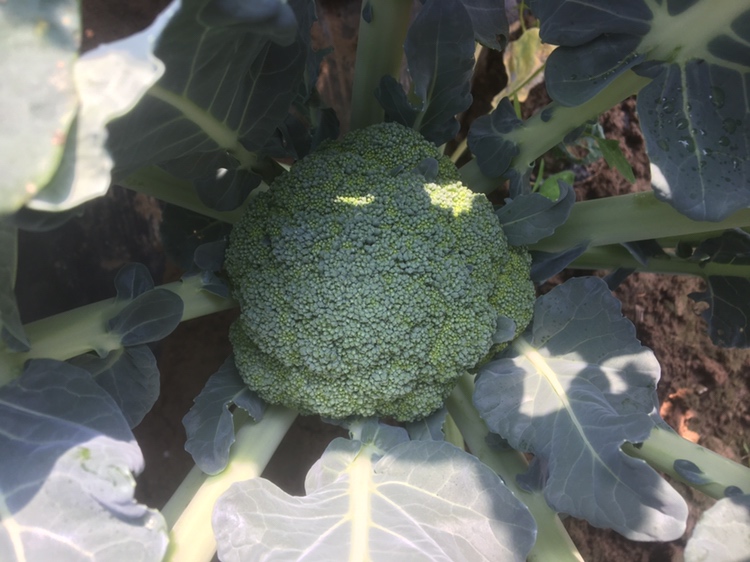 西兰花植物学特征与中医性味标注图