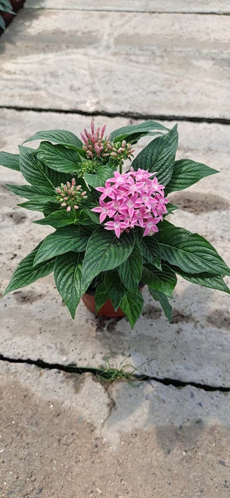 繁星花五星花基地直销常年供应各种绿化苗木