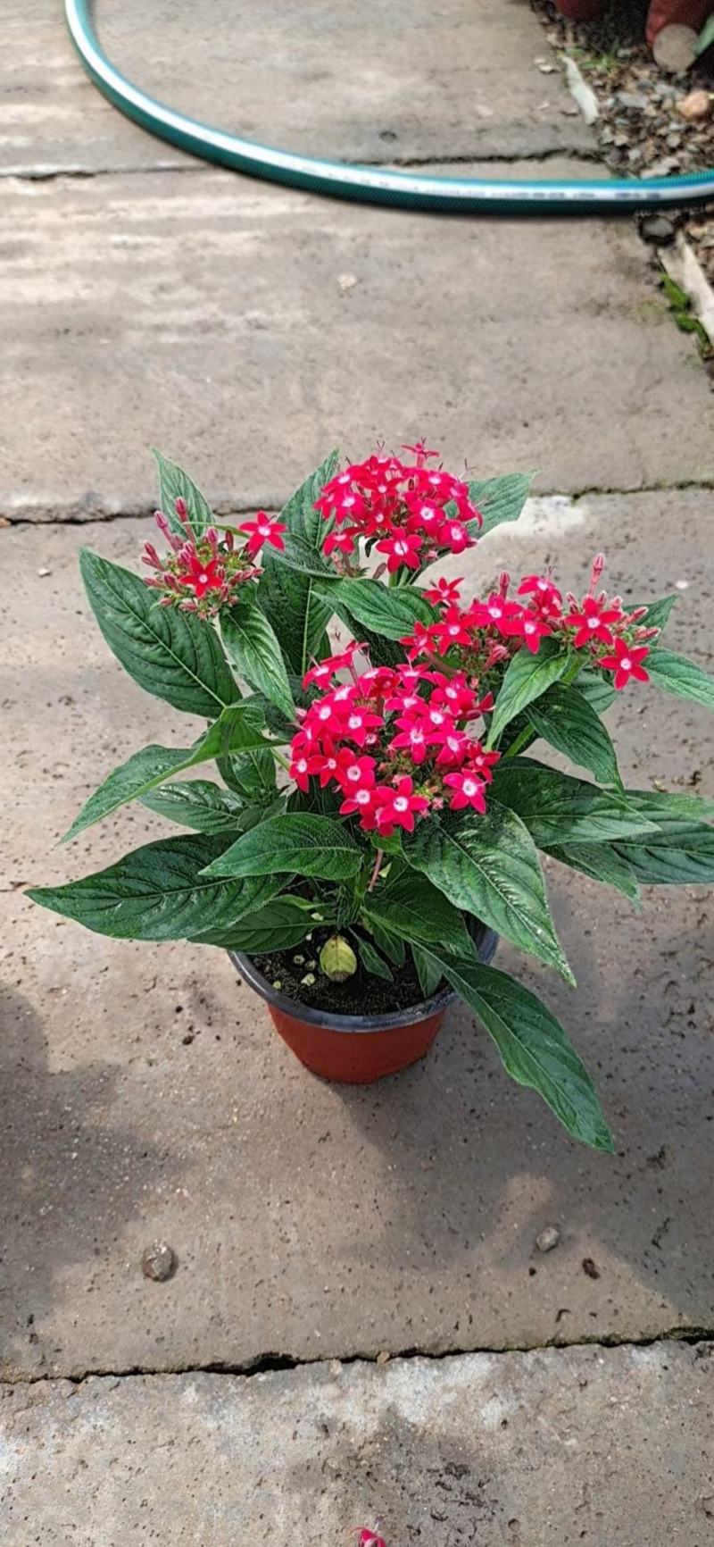 繁星花五星花基地直销常年供应各种绿化苗木