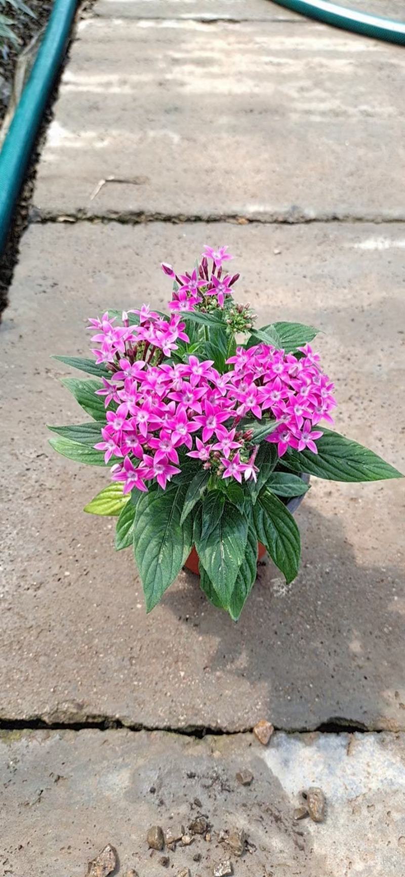 繁星花五星花基地直销常年供应各种绿化苗木