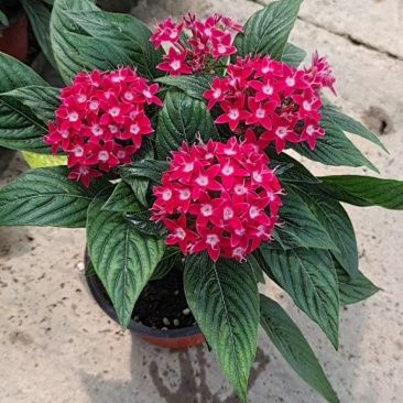 繁星花五星花基地直销常年供应各种绿化苗木