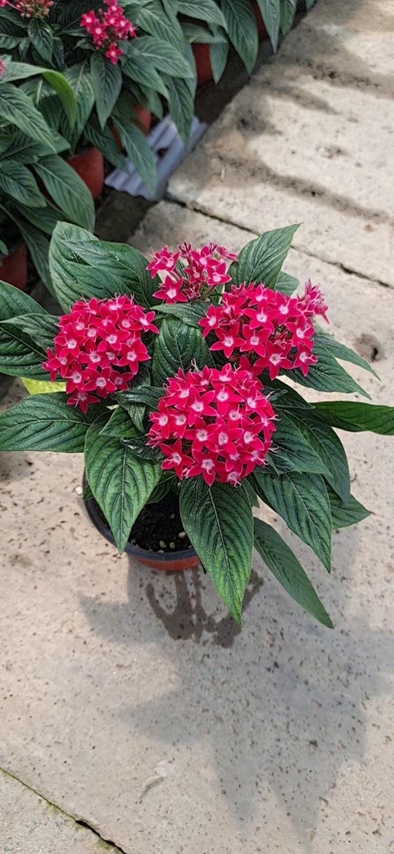 繁星花五星花基地直销常年供应各种绿化苗木