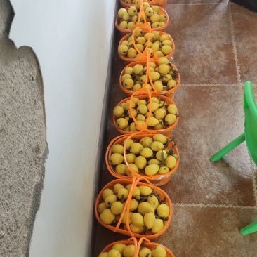 华少水果白沙枇杷