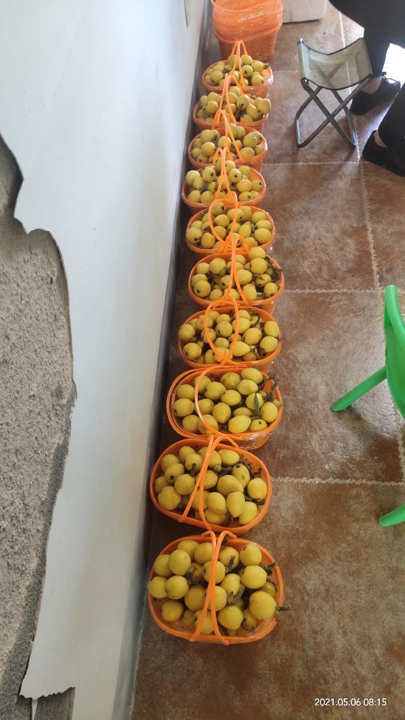 华少水果白沙枇杷