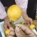 华少水果白沙枇杷