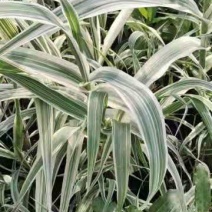 花叶芦苇苗圃直发价格低欢迎询价